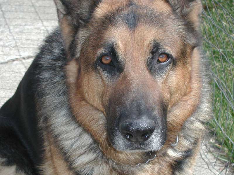 Maxx 4 Mugshot
